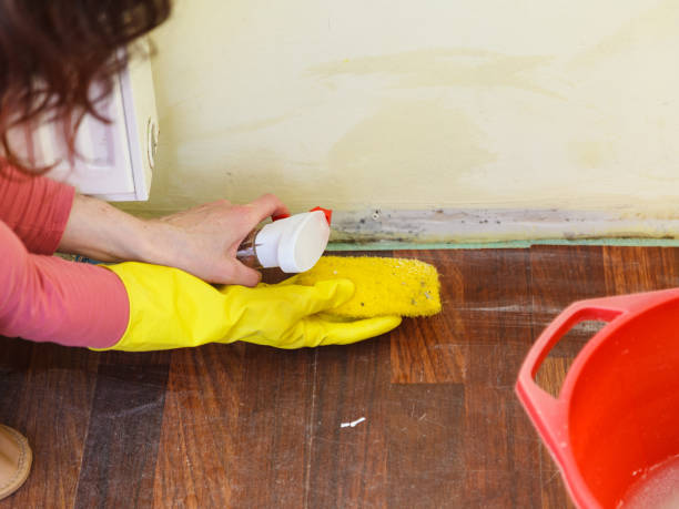 Best Asbestos and Lead Testing During Mold Inspection  in Wells Branch, TX